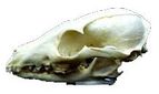 Louisiana Furbearer Skull