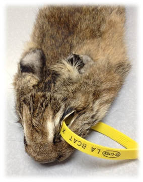 Louisiana Bobcat Fur